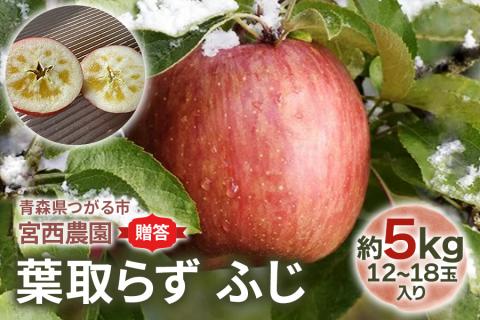 [贈答] 葉取らずふじ【約5kg 12から18玉入り】園主選抜の特選りんご｜令和8年 2026年 ギフト 青森産 津軽 つがる りんご リンゴ 果物 フルーツ ふじ フジ 青森りんご マタニティフード