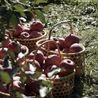 【家庭用】藤崎町産りんご　サンふじ約10kg(26～40個)【配送不可地域：離島・沖縄県】