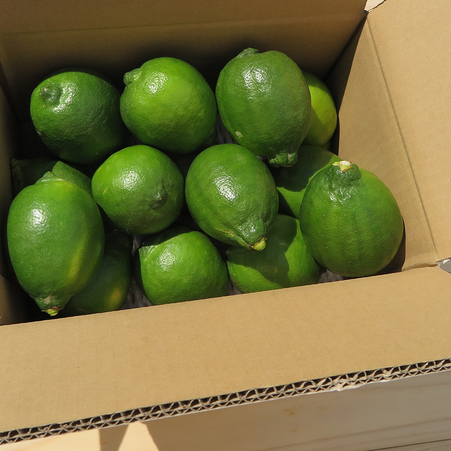 ＜清家ばんかんビレッジ＞「グリーンレモン」特選（M～2Lサイズ）3kg