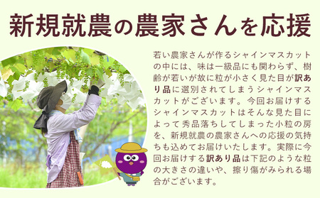訳ありシャインマスカット プチシャインマスカット 約1kg(先行予約)《8月上旬-8月下旬頃出荷》シャインマスカットシャインマスカット