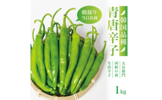 ＜宮城県産＞生青唐辛子1kgセット(500g×2袋)激辛韓国品種 西根の森|太良衛門【1702349】