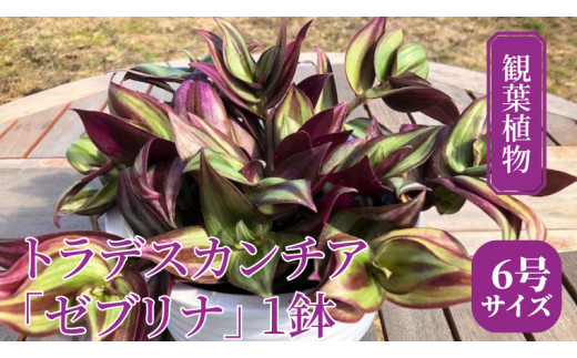 
【 観葉植物 】 トラデスカンチア 「 ゼブリナ 」 1鉢 ( 6号サイズ ) ガーデニング 室内 植物 花 鉢 緑 トラカン
