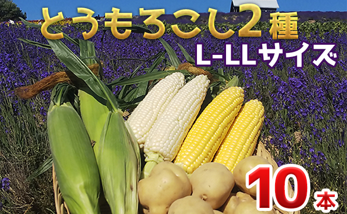 
【2024年発送】かんのファーム産 とうもろこし 食べ比べ 10本 セット(じゃがいも付) 北海道 上富良野町 とうもろこし トウモロコシ セット じゃがいも ジャガイモ 先行受付
