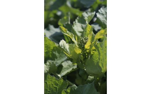 春を告げる野菜　のらぼうな（1,600g）007-34-1