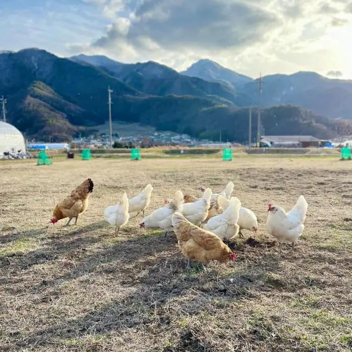 信州さらしな 放飼養鶏！3種の有精卵 詰め合わせセット S|卵