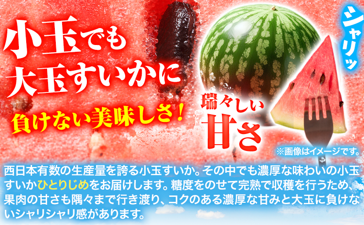 紀州和歌山産 小玉スイカ 「ひとりじめ」 1玉 魚鶴商店《2026年6月上旬-7月上旬頃出荷》 和歌山県 日高川町 スイカ スイーツ フルーツ
