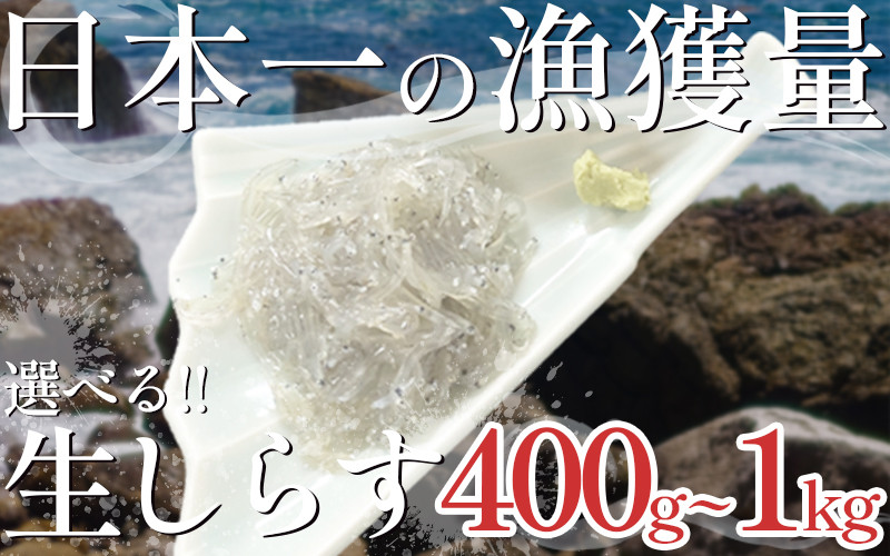 
漁師がとれたてを即冷凍! 生しらす (しらす日本一の島 篠島産) 400g~1kg
