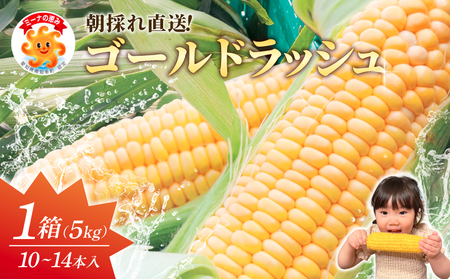 先行予約 とうもろこし 約5kg ﾄｳﾓﾛｺｼﾄｳﾓﾛｺｼﾄｳﾓﾛｺｼﾄｳﾓﾛｺｼ