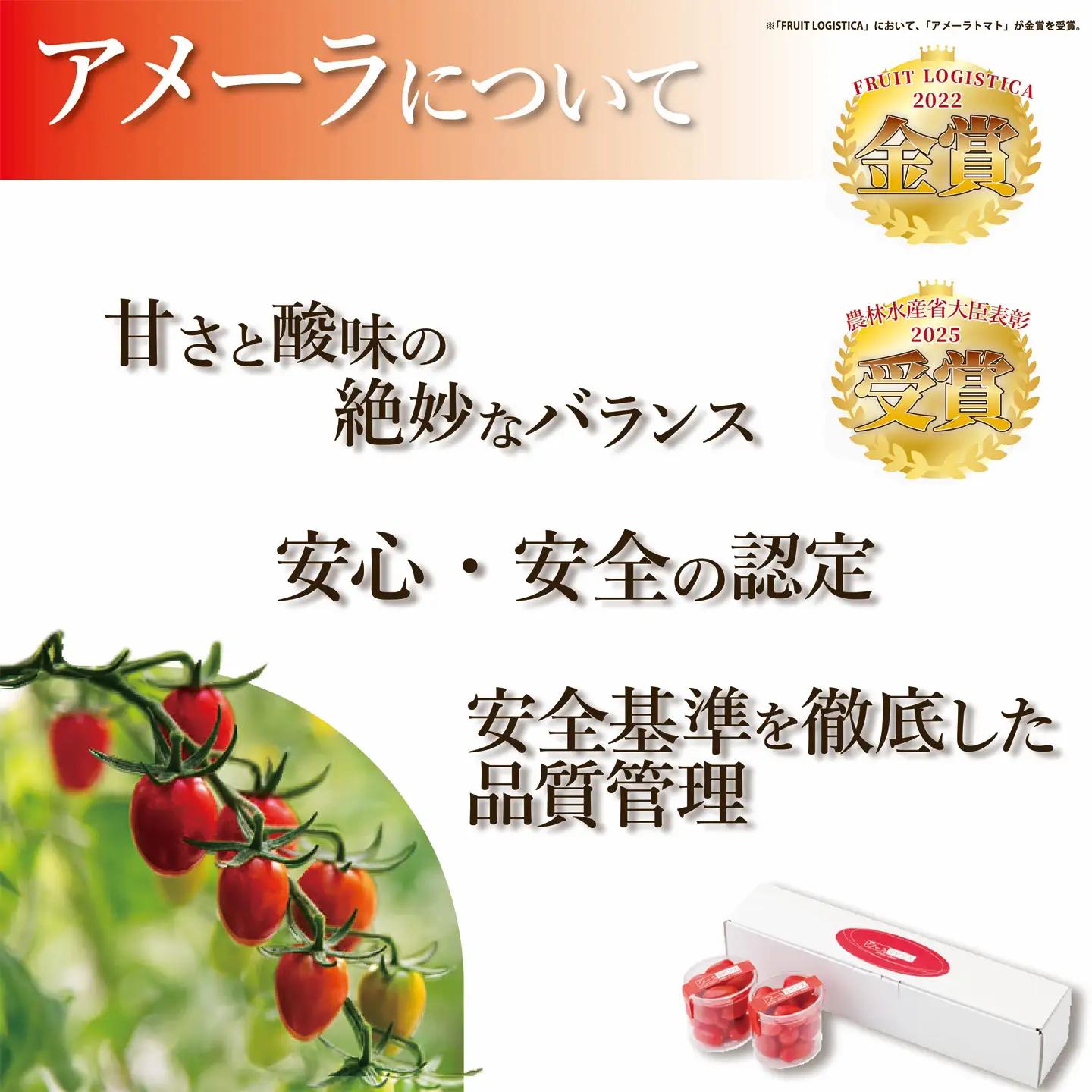 【先行予約】トマト ミニトマト アメーラ＆ルビンズ10P