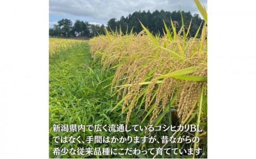 令和8年 新潟県産 特別栽培米 新米 コシヒカリ 5kg 5キロ上越市清里区 新潟 精米 従来品種 希少 限定 送料無料 丸山農場