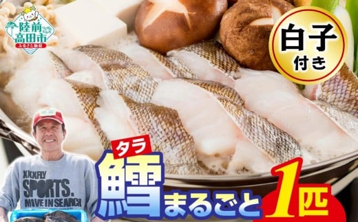 先行予約 【下処理しない】【白子付き】 タラまるごと 1匹 冷蔵でお届け 鮮魚 【 鱈 タラ 海鮮 魚介 お刺身 三枚おろし アラ 鍋 海鮮鍋 宴会 お祝い 時短 便利 】 2026年1月から順次発送予定 RT3276