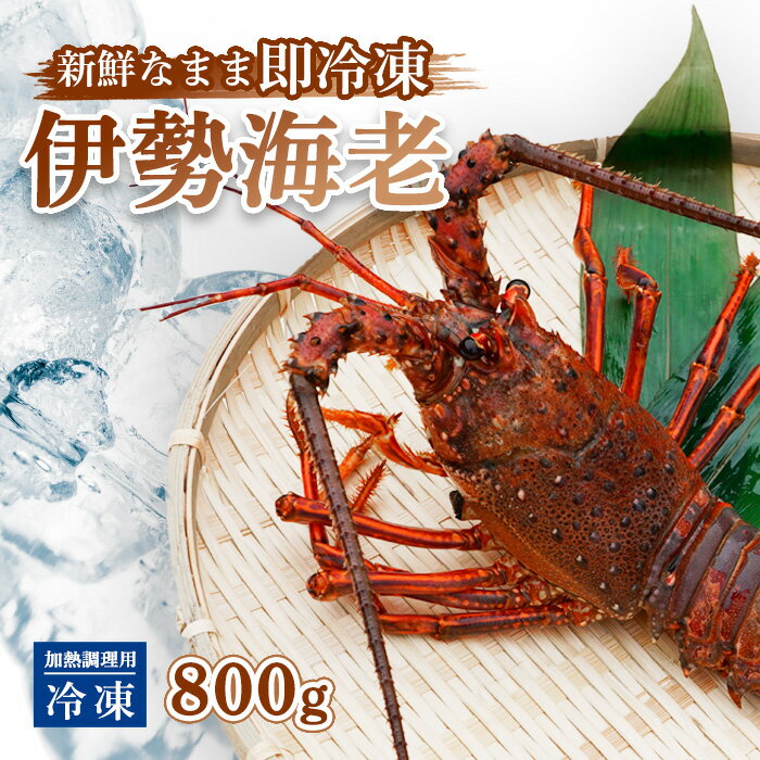 【ふるさと納税】 伊勢海老 冷凍 約 800g 加熱調理用 イセエビ エビ えび 家庭用 訳あり 味噌汁