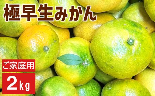 極早生みかん 2kg  農園直送 先行予約 【9月下旬以降発送予定】 愛媛 数量限定 愛媛県産 人気 柑橘 伊予市｜ A97