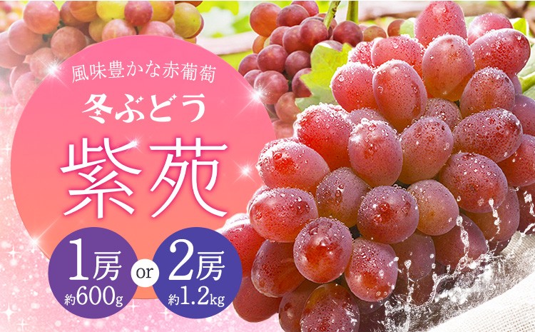 【2027年先行予約】冬ぶどう 紫苑 選べる 1房 約600g 2房 約1.2kg 環山堂株式会社《2027年10月下旬-12月上旬頃出荷》岡山県 浅口市 ぶどう ブドウ 葡萄 果物 フルーツ 送料無料【配送不可地域あり】