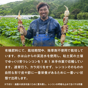 S089-010_天草蓮根　約4キロ