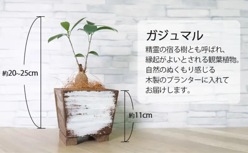 インテリア HAPPY BOX ～運気を引き寄せる4つのアイテム～ ガジュマル・木製プランター・サンキャッチャー・ドリームキャッチャー 雑貨 