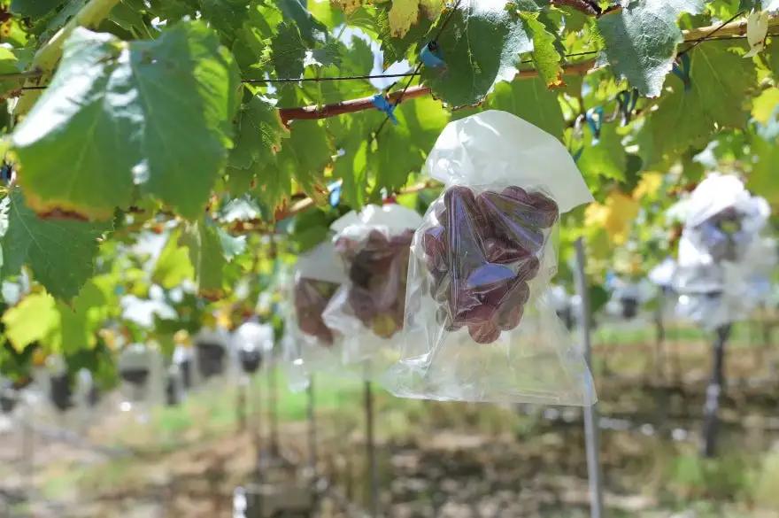 かつらぎ町産 ピオーネ 2房（約1.25kg）【2026年8月中旬～2026年9月末ごろ順次発送】【AQ-ikd732】 