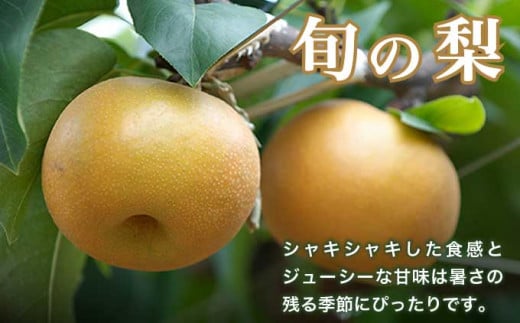 シャインマスカット1房と梨2玉 詰め合わせ ［小布施屋］果物 詰合せ セット フルーツ ぶどう なし シャインマスカット 先行予約 期間限定 冷蔵便 クール便 数量限定 長野県産 信州産 令和8年産 