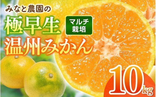 【数量限定】みかん みなと農園の極早生温州みかん  約10kg 2S～Lサイズ混合 マルチ栽培 【2026年10月上旬頃〜順次発送】 みかん ミカン 蜜柑 温州みかん 温州ミカン 柑橘 フルーツ 果物 くだもの 甘い 旬 人気 果汁 濃厚 ジューシー デザート 産地直送 農家直送 みかん 国産 お取り寄せ 新鮮 期間限定 季節限定 先行予約 おすすめ 三重県 熊野市【mntf0004】
