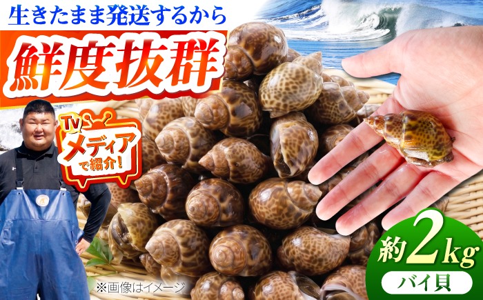豊前海産 バイ貝 2kg (40〜66個前後) 《築上町》【明青丸】 バイガイ 貝 カイ[ABCB014]