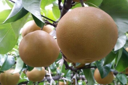 阿部梨園の梨（3kg　レギュラー箱）豊水 ※2026年9月～発送