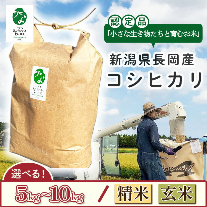 【ふるさと納税】新米 令和7年産 米 選べる 精米 玄米 5kg 10kg 新潟 コシヒカリ 白米 お米 新潟こしひかり 新潟県長岡産コシヒカリ「小さな生き物たちと育むお米」認証品（オオツカファーム）