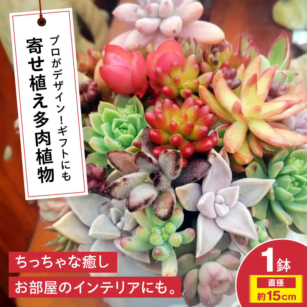 【ふるさと納税】観葉植物【多肉植物】 オリジナル寄せ植え 植物 多肉植物 寄せ植え インテリア ギフト プレゼント 多肉ポット 玄関 インテリア オフィス 癒し おしゃれ かわいい グリーン 多肉 セット 鉢 鉢花 植物 室内 三次市/園芸王国パスタイム[APCJ005]