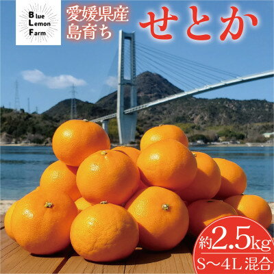 【ふるさと納税】愛媛　ブルーレモンファームのせとか　2.5kg　サイズ混合【数量限定】【1489640】