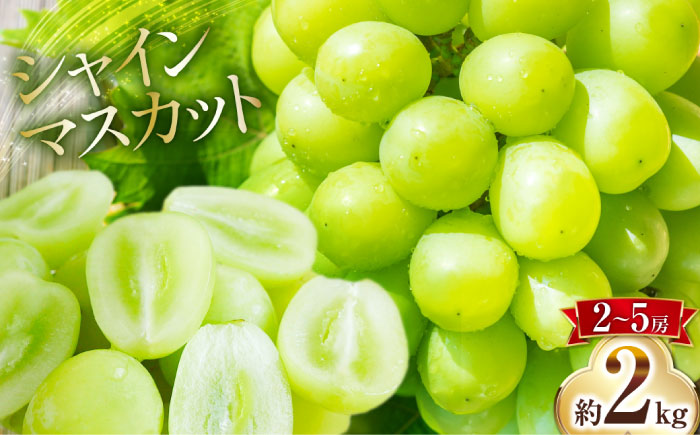 【2026年8月下旬～発送】シャインマスカット 約2kg（約2～5房）/ マスカット ますかっと ぶどう 葡萄 ブドウ フルーツ 果物 / 南島原市 / 長崎県農産品流通合同会社 [SCB076]