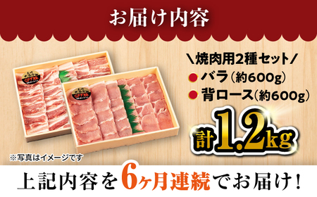 【6回 定期便 】 焼肉 豚 大西海 SPF豚 背ロース ＆ バラ （ 焼肉 用）計1.2kg（各600g） 焼肉 肉 食品 肉類 国産 豚肉 食べ比べ こだわり セット 甘み 旨み 豚バラ バラ肉 