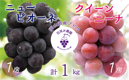 【2026年先行受付】岡山　花笑み農園の『ニューピオーネ＆クイーンニーナ』1kg(2房)PQ-1【配送不可地域：離島】