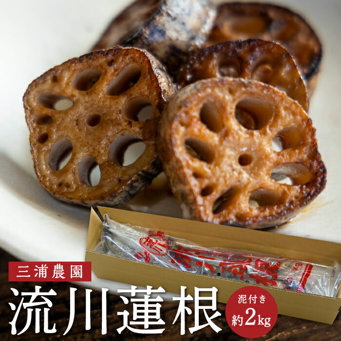 【ふるさと納税】三浦農園 流川蓮根 (泥付き 約2kg) れんこん レンコン 蓮根 野菜 根菜 流川れんこん 流川 流川レンコン 泥つき 国産 九州産 福岡県 うきは市 送料無料 【2025年12月下旬より順次発送予定】
