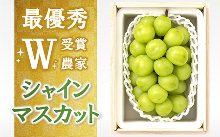 【令和8年産先行予約】 【最優秀賞W受賞農家】 シャインマスカット 700g以上 (1房 特選) 《令和8年9月中旬～発送》『生産者 佐藤 大輔』 [1031]