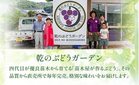 【2026年先行予約】苗から厳選 シャインマスカット3kg(6房) 9月上旬～下旬発送 大粒 ぶどう ブドウ フルーツ 果物 くだもの おすすめ