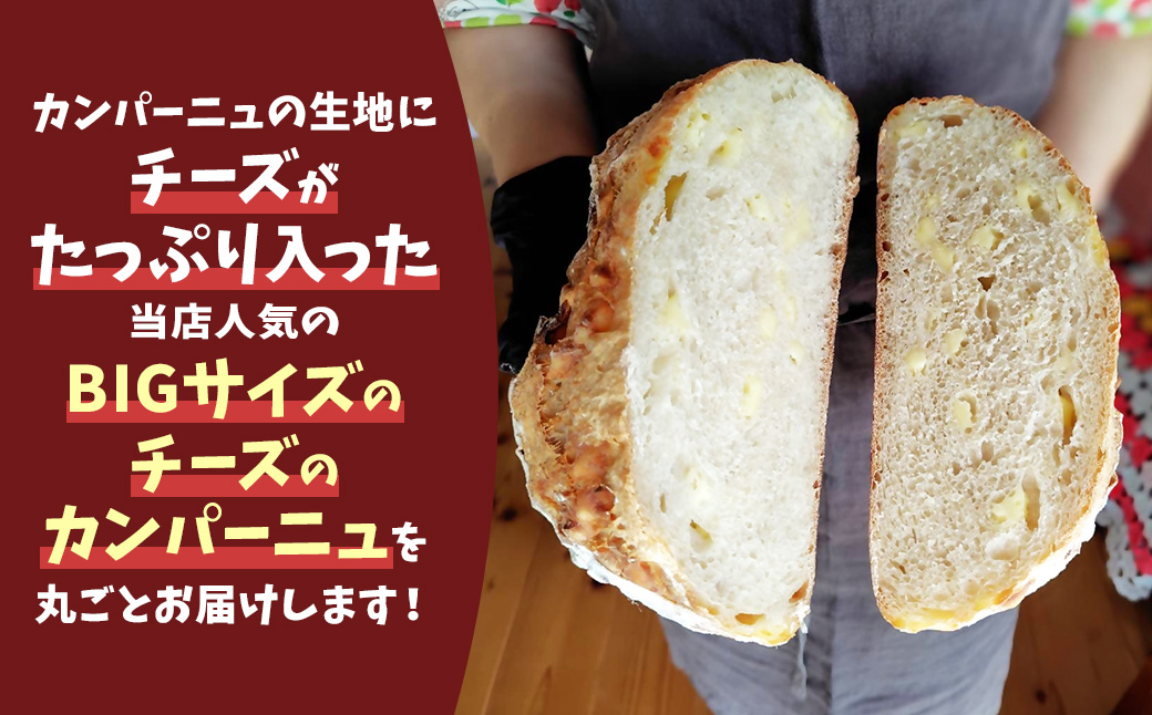 自家製天然酵母を使ったチーズカンパーニュ　【HTR-02】