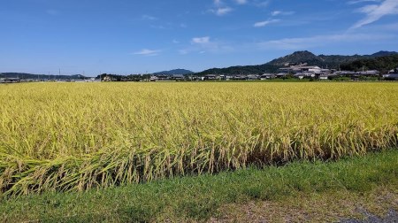 令和7年産 大津産コシヒカリ「はなふじ」 精米 5kg 米 [AZ001]