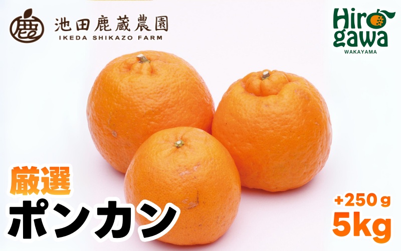  厳選 ポンカン 5kg+250g（痛み補償分） 光センサー 食頃出荷 / 有田 みかん 柑橘 蜜柑 くだもの 果物 果実 フルーツ 和歌山 ※1月中旬～2月下旬頃に順次発送予定 ※北海道・沖縄・離島への配送不可 【ikd008-p-5A】