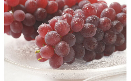 【2026年先行予約】 デラウェア  約2kg (11～14房) 【8月下旬以降発送予定】 