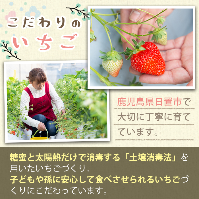No.1139 ＜先行予約受付中！＞白いちご エンジェルエイト(約600g～1.04kg) 国産 九州産 鹿児島 日置市 生鮮食品 苺 イチゴ 白苺 果物  フルーツ 天使のいちご【ままりあ農園】