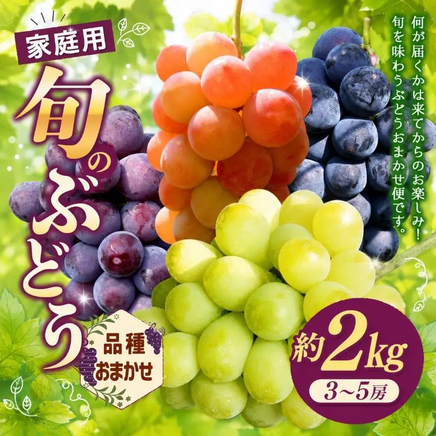 【先行予約】ご自宅用船坂ぶどう 約2kg（3～5房）| 船坂ぶどう ぶどう フルーツ 兵庫県 上郡町 発送は2026年8月16日～2026年10月10日頃予定】