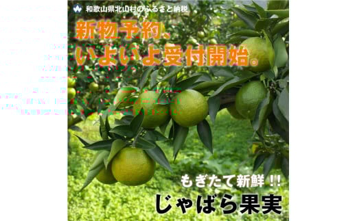 【期間限定】じゃばら果実（5キロ）【予約受付/11月下旬より順次発送】【njb183】
