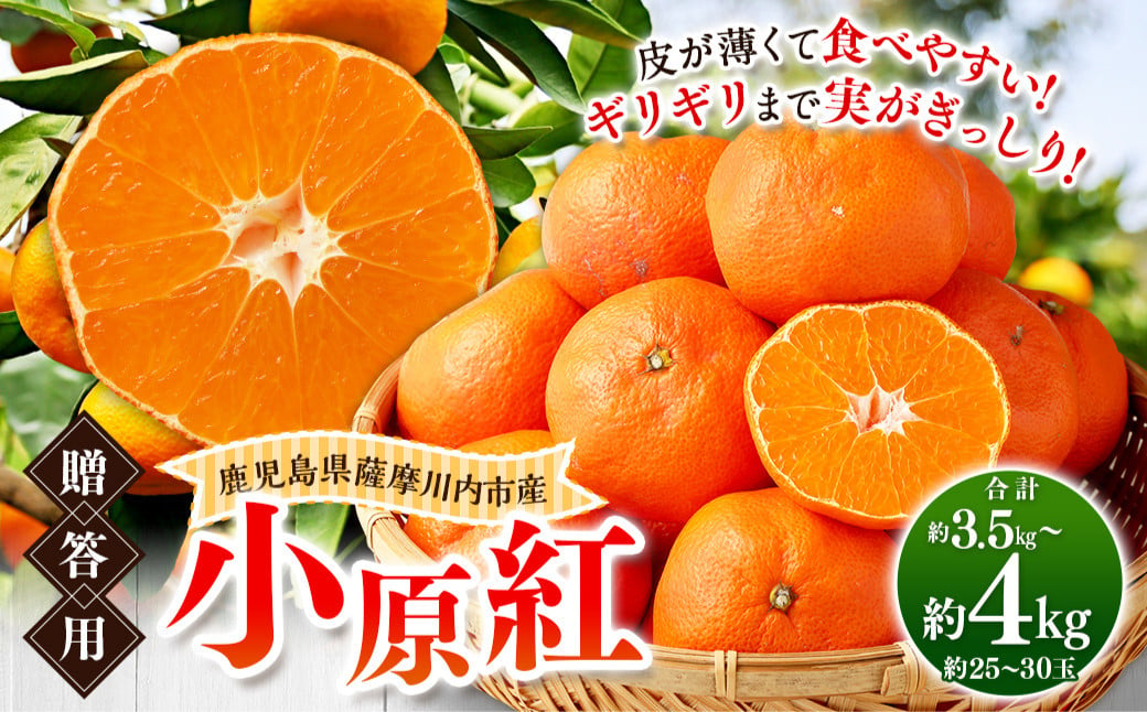 
            AS-0110 小原紅（贈答用）約3.5kg～4kg（約25玉～約30玉）【2025年12月中旬以降順次発送】 みかん 蜜柑 ミカン 幻のみかん 果物 くだもの 贈答用
          