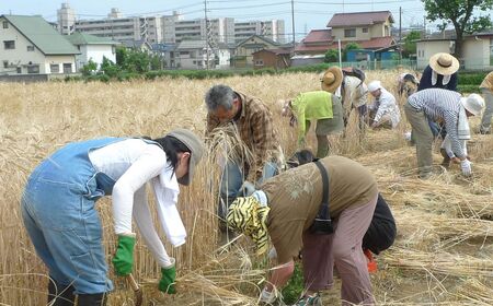 所沢産大麦使用 野老ゴールデン 3本セット 野老社中 | 埼玉県 所沢市 ビール クラフトビール 地ビール ペールエール お酒 瓶ビール お取り寄せ 人気 パーティー イベント ギフト 宅飲み お土産