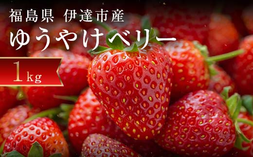 ＜限定＞新品種のいちご 福島県 オリジナル品種「ゆうやけベリー」約1kg（250g×4パック）イチゴ 苺 フルーツ 果物 伊達市  いちご イチゴ デザート くだもの 果実 食品 F20C-678