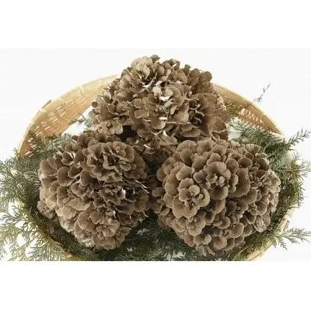 まいたけ粉末(100g×2袋)【1429445】