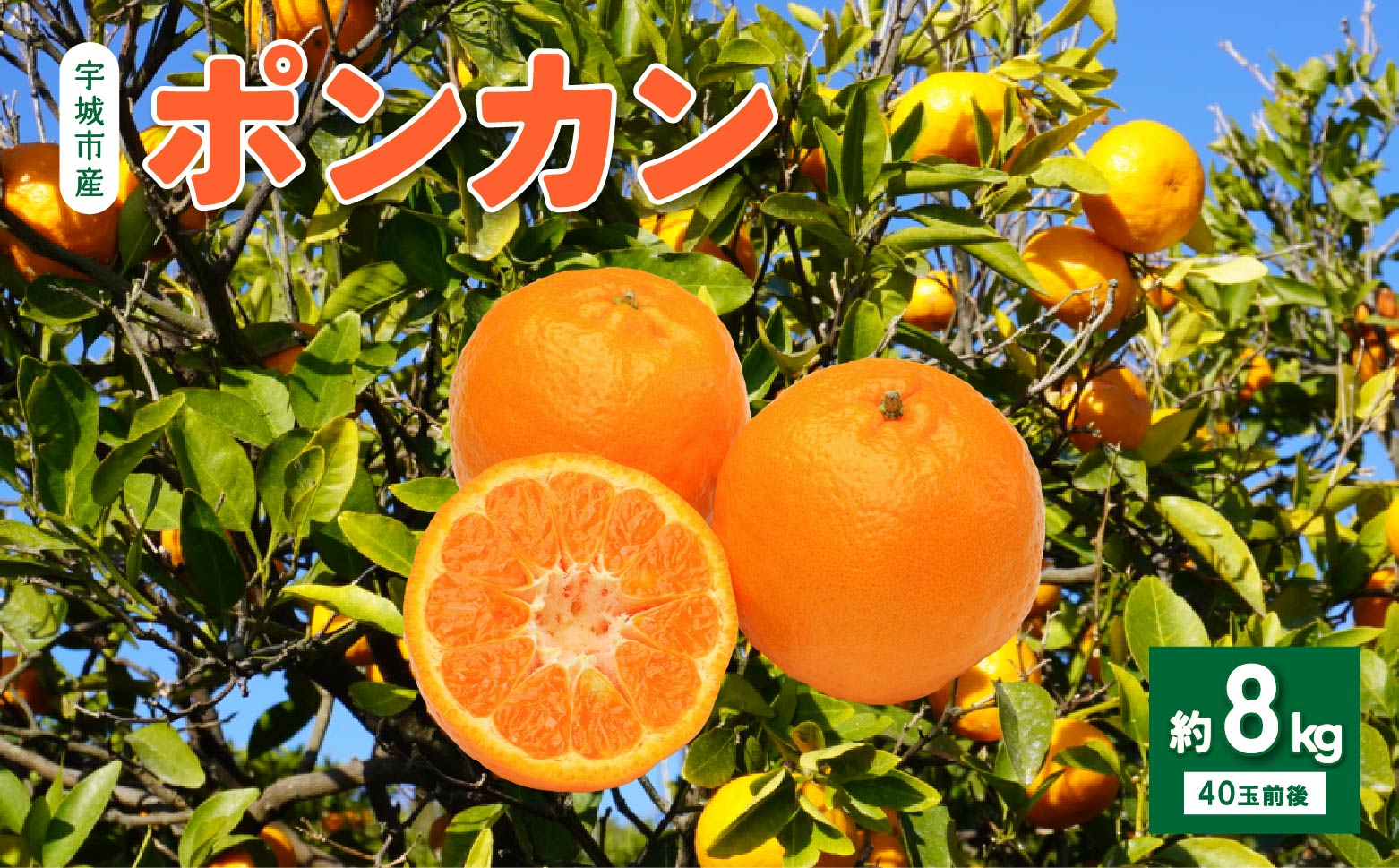 先行予約 ポンカン 約8kg (40玉前後) 【2026年1月上旬から2月上旬発送予定】フルーツ 果物 くだもの 熊本県産 九州産 国産 送料無料 ひでみかん