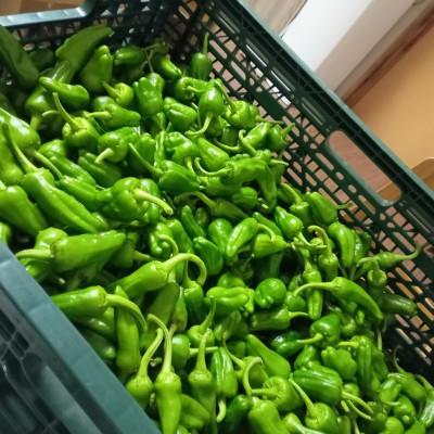ふるさと納税 遠野市 パドロン 500g おつまみ 野菜 / 岩手県 遠野市 こんたでぃーの遠野 |  | 01
