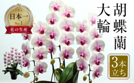 《母の日までにお届け》胡蝶蘭 大輪 3本立ち (27輪以上)  白赤 ラッピング 中村洋ラン 陶器鉢寄せ植え ギフト 鉢花 プレゼント 洋ラン 生花 お花 お祝い 開店祝い お供え 冠婚葬祭 蘭 新築祝い 記念日 贈り物 田原市 母の日