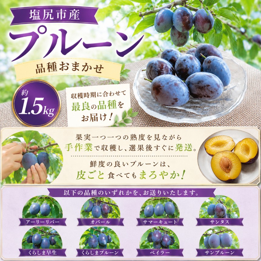 こちらは、品種おまかせの返礼品です。品種はお選びいただけません。