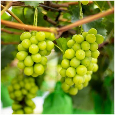 ふるさと納税 津山市 SUMU シャインマスカット・レイトハーベスト 2022(720ml) |  | 02